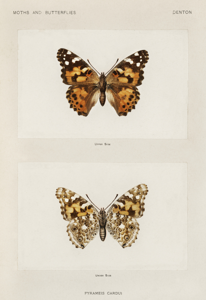 Painted Lady Pyrameis Cardui from Moths and butterflies of the United States 1900 by Sherman F. Denton 1856-1937.  Print