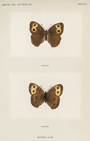 Wood-nymph Satyrus Alope from Moths and butterflies of the United States 1900 by Sherman F. Denton 1856-1937.  Print