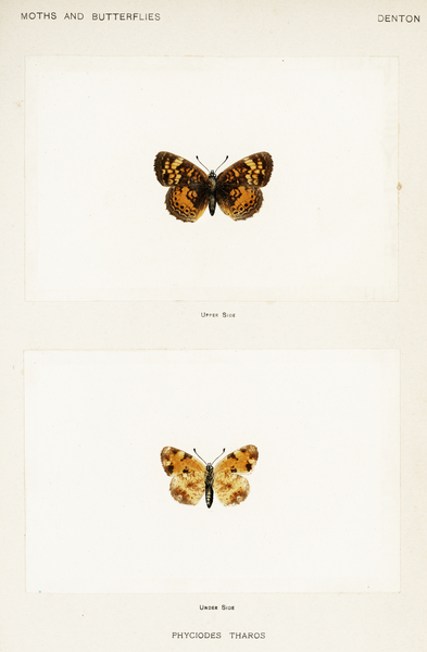 Pearl Crescent Phyciodes Tharos from Moths and butterflies of the United States 1900 by Sherman F. Denton 1856-1937.  Print