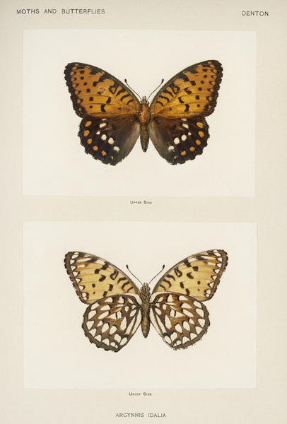 Regal Fritillary Argynnis Idalia from Moths and butterflies of the United States 1900 by Sherman F. Denton 1856-1937.  Print