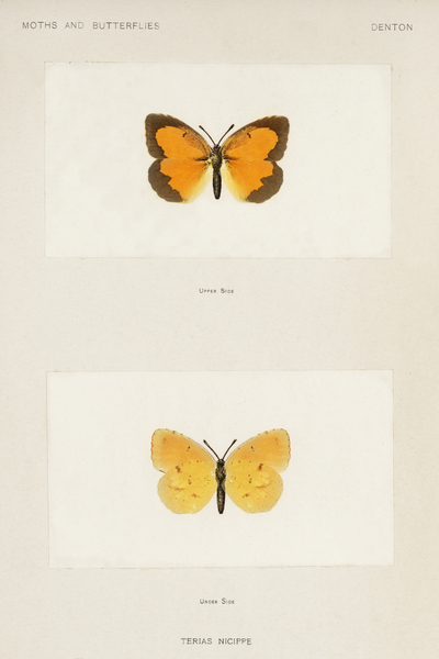 Sleepy Orange Terias Nicippe from Moths and butterflies of the United States 1900 by Sherman F. Denton 1856-1937.  Print