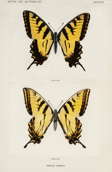 Eastern Tiger Swallowtail Papilio Turnus from Moths and butterflies of the United States 1900 by Sherman F. Denton 1856-1937.  Print