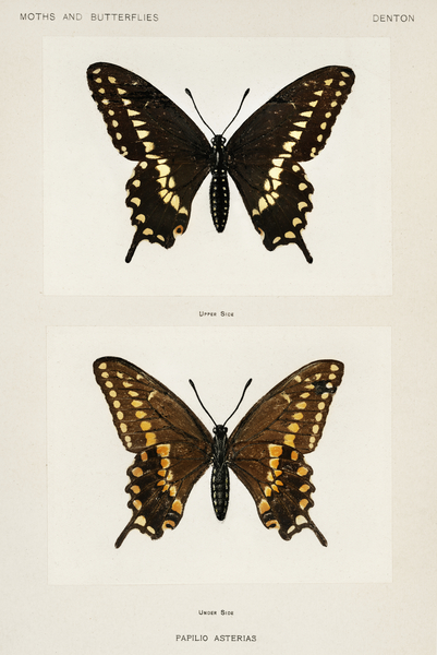 Black Swallowtail Papilio Asterias from Moths and butterflies of the United States 1900 by Sherman F. Denton 1856-1937.  Print
