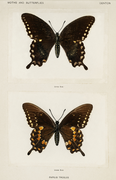 Spicebush Swallowtail Papilio Troilus from Moths and butterflies of the United States 1900 by Sherman F. Denton 1856-1937.  Print