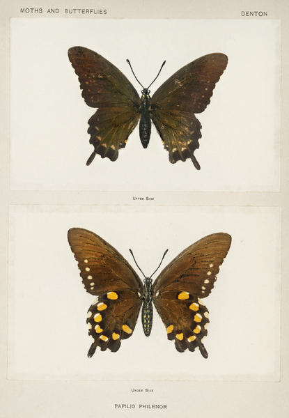 Blue Swallowtail Papilio Philenor from Moths and butterflies of the United States 1900 by Sherman F. Denton 1856-1937.  Print