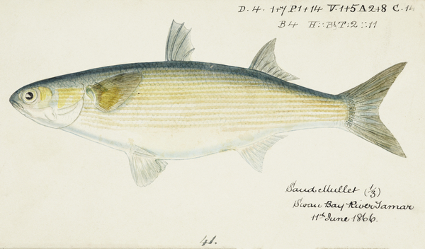 Antique fish myxus elongatus sand mullet South Pacific Fishes by Frank Edward Clarke 1849-1899.  Print