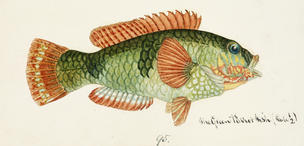 Antique fish Labrida South Pacific Fishes by Frank Edward Clarke 1849-1899.  Print