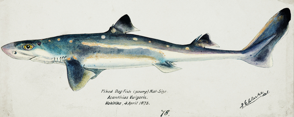 Antique fish Squalus acanthias NZ : Spotted spiny dogfish South Pacific Fishes by Frank Edward Clarke 1849-1899.  Print