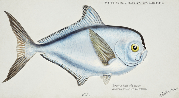 Antique fish Brama brama NZ - Ray’s Bream South Pacific Fishes by Frank Edward Clarke 1849-1899.  Print