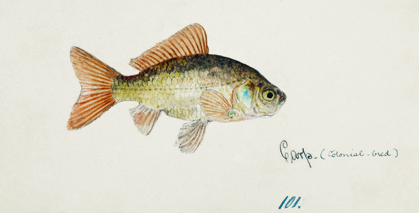 Antique fish Goldfish South Pacific Fishes by Frank Edward Clarke 1849-1899.  Print