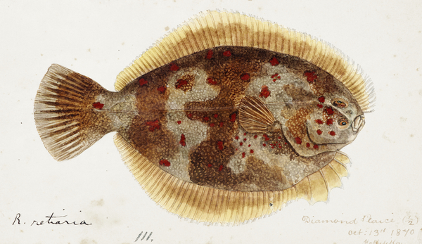 Antique fish Rhombosolea retiaria NZ : Black flounder South Pacific Fishes by Frank Edward Clarke 1849-1899.  Print