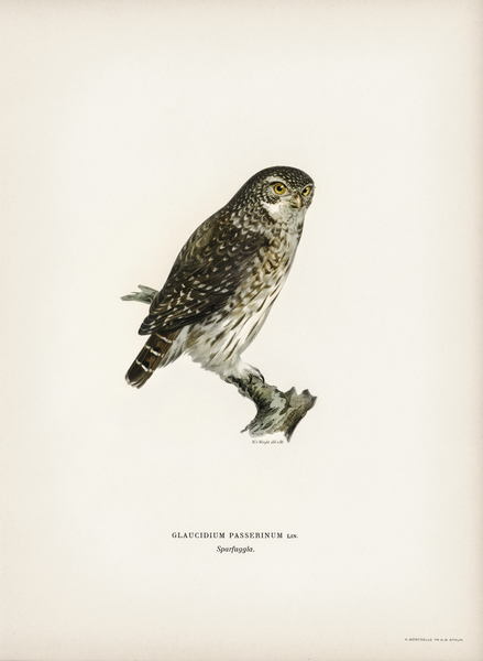 Glaucidium passerinum Print