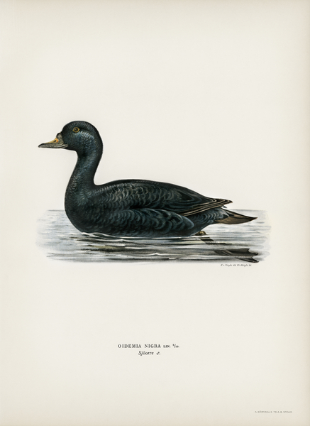 Somateria mollissima Print