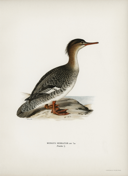 Mergus serrator Print