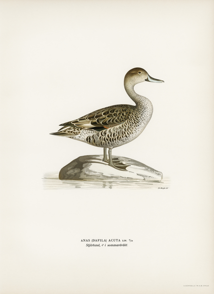 Northern Pintail Anasdafila acuta Print