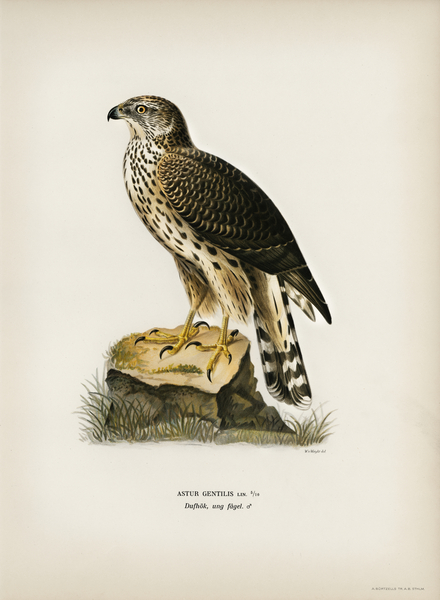 Goshawk Accipiter gentilis Print