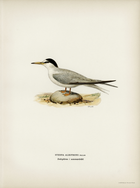 Little tern Sterna albifrons Print