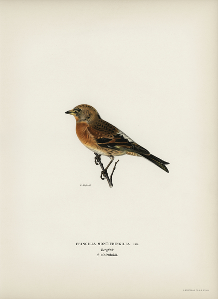 Brambling Fringilla montifringilla Print