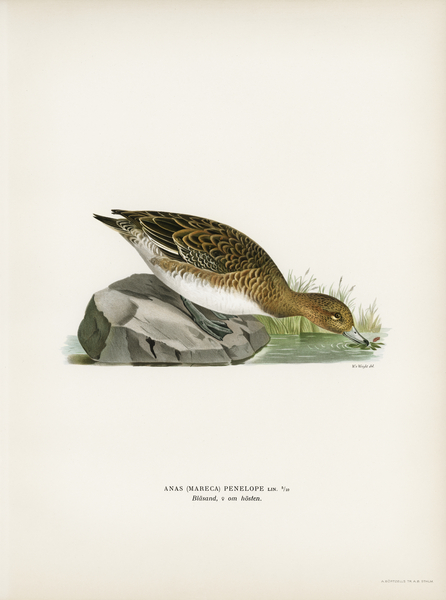 Eurasian wigeon female Anasmereca penelope Print