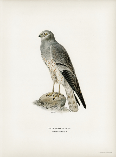 Montagu&39s Harrier male Circus pygargus Print