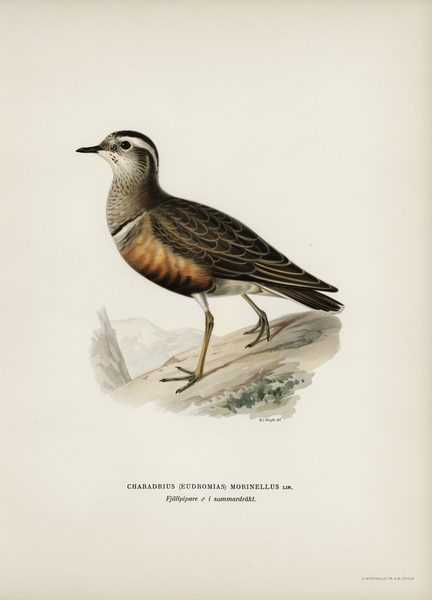Eurasian dotterel ♂ Charadrius eudromias morinellus Print