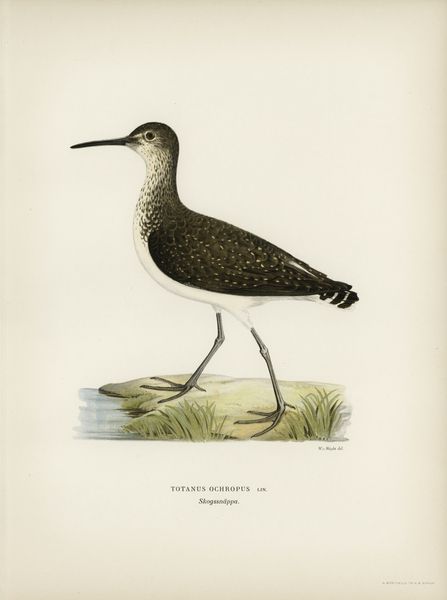 Green Sandpiper Totanus ochropus Print