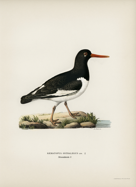Eurasian oystercatcher ♀ Haematopus ostralegus Print