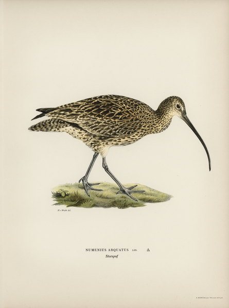 Eurasian curlew numenius arquatusf Print