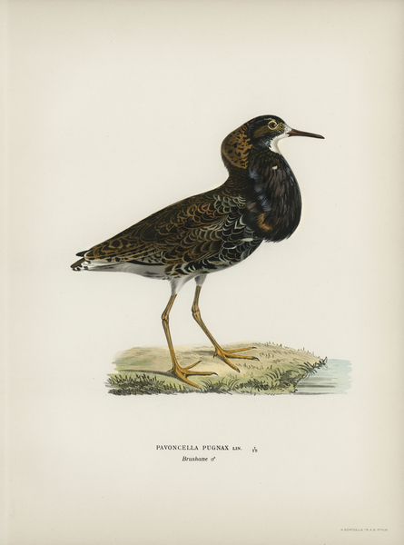 Ruff Pavoncella pugnaxr Print