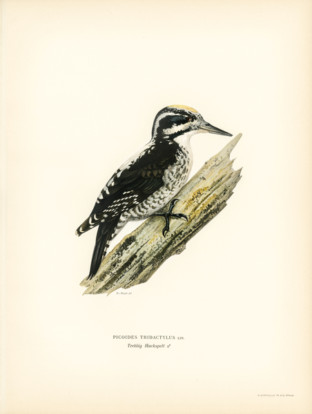 Three-toed woodpecker Picoides Tridactylu Print