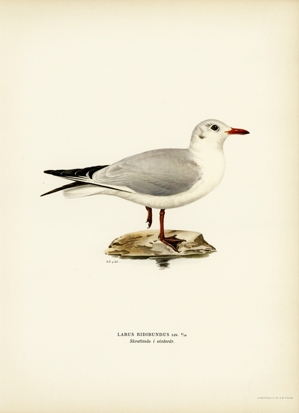 Black-headed gull Larus Ridibundus Print