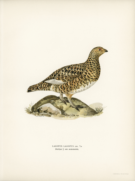 Water pipi ANTHUS SPINOLETTA RUPESTRIS Print