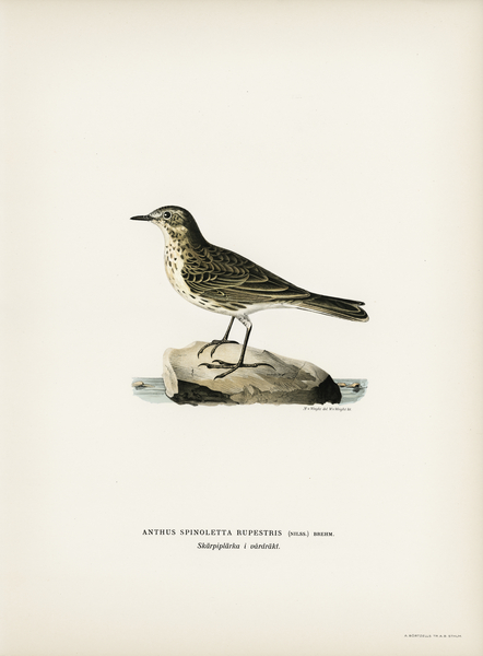 Water pipi ANTHUS SPINOLETTA RUPESTRIS Print