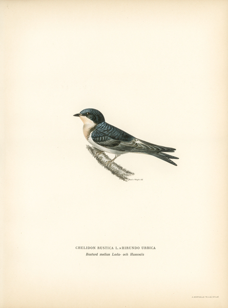 Hybrid between common house-martin and barn swallow Chelidon rustica L.xHirundo urbica Print