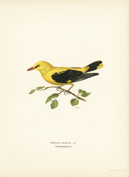 Eurasian golden oriole male Oriolus oriolus bird Print