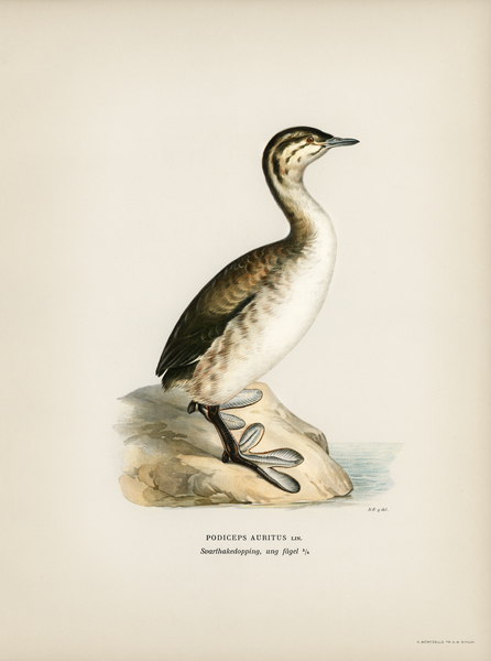 Young horned grebe Podiceps auritus Print