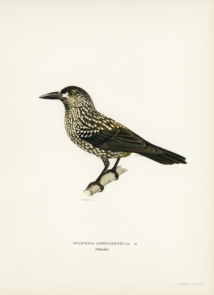 Spotted Nutcracker Nucifraga caryocatactes Print