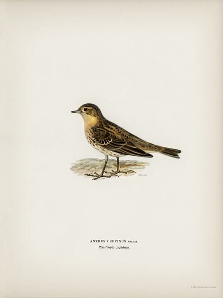 Red-throated pipit Anthus cervinus bird Print