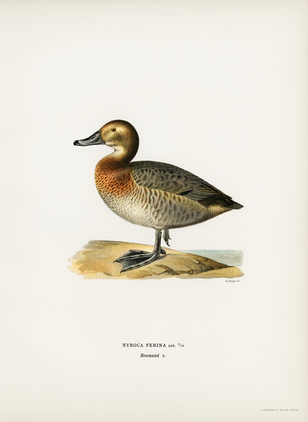 Common Pochard female Nyroca ferina Print