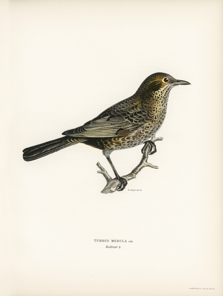 Blackbird ♀ Turdus merula Print