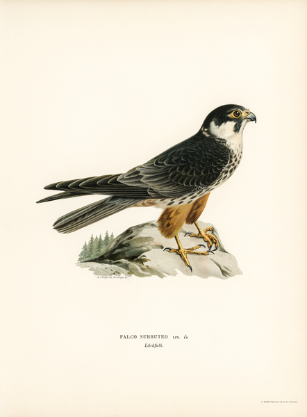 Eurasian Hobby Falco subbuteo Print