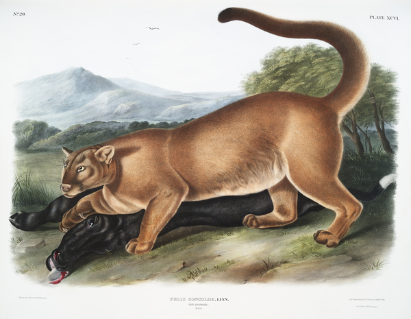 Cougar Felis concolor  Print