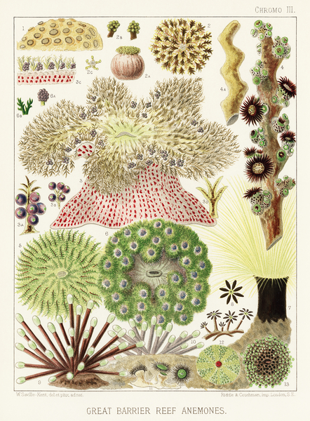 Great Barrier Reef Anemones from The Great Barrier Reef of Australia 1893 by William Saville-Kent 1845-1908. Fig 1 : Palythoa caesiaFig 2 : Rhodactis HowesiiFig 3 : Haterodactyla HemprichiiFig 4 : Acrozoanthus australioeFig 5 : phymanthus muscorumFi Print