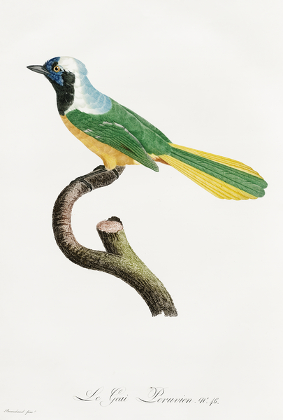 Different types of mollusks Print