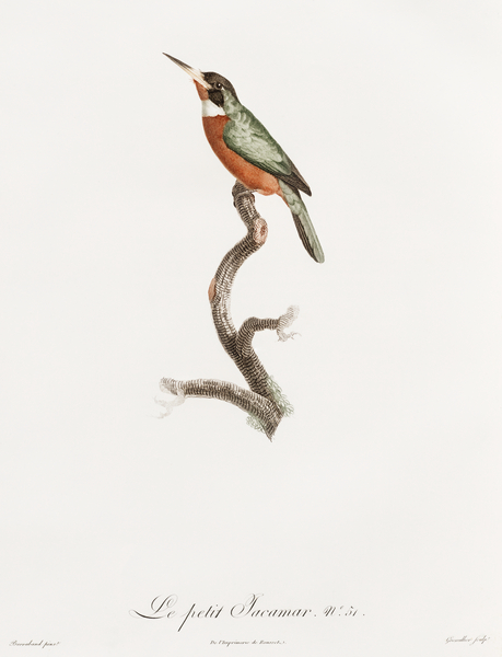 Yellow-billed jacamar Print