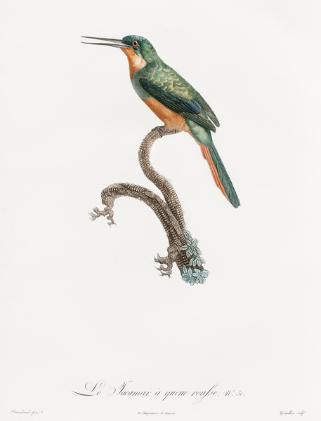 Rufous-tailed Jacamar Print