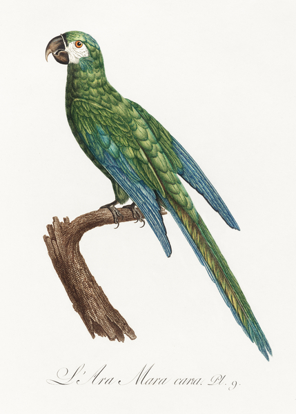 Illigers macaw  Print
