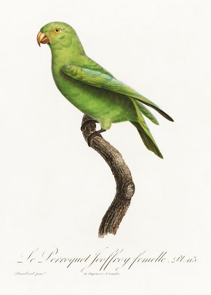 Red-cheeked parrot  Print