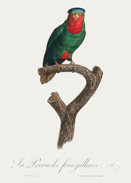 Blue-crowned lorikeet  Print