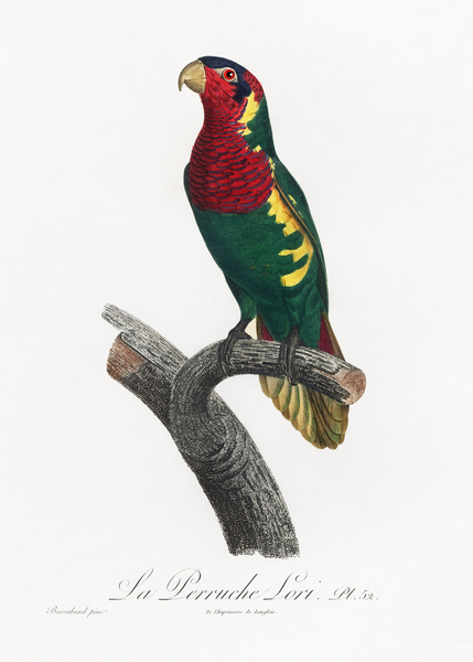 Blue-headed pied lorikeet  Print